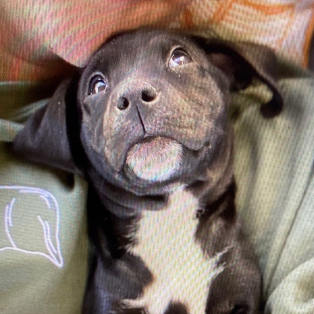 Meet your Posher, Ariel